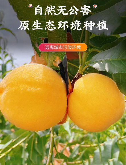 现摘黄桃水果新鲜整箱当季山东蒙阴黄金蜜桃锦绣黄毛桃大5斤...