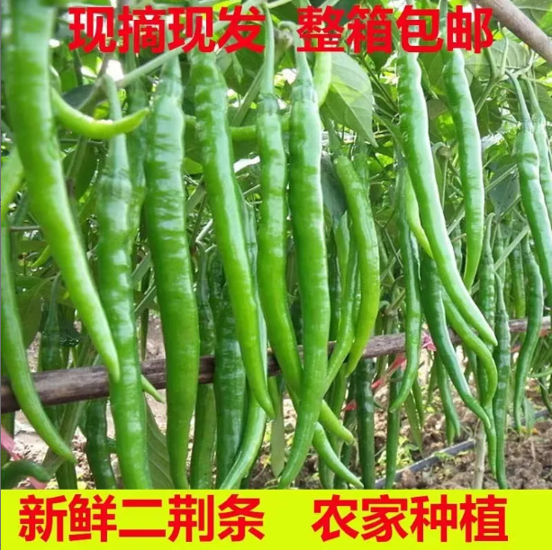 【青线椒二荆条】杭椒青海椒尖椒朝天椒薄皮椒农家新鲜蔬菜批...