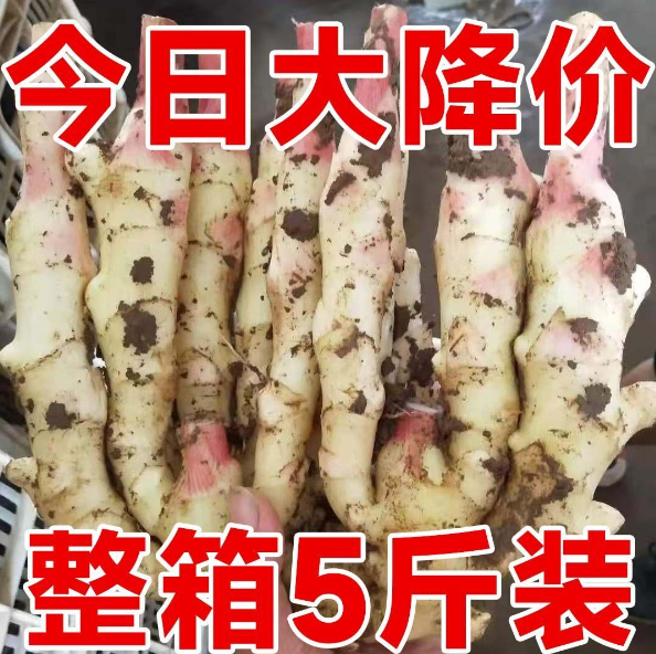 嫩姜仔姜新鲜/子姜鲜姜醋泡姜红芽姜/当季蔬菜农家自种现挖...
