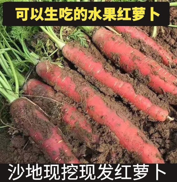 陕西沙地胡萝卜新鲜红萝卜水果萝卜新鲜蔬菜红心萝卜现挖现发